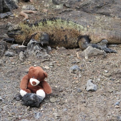 Horst in Ecuador auf Galapagos mit seiner Iguana-Clique
