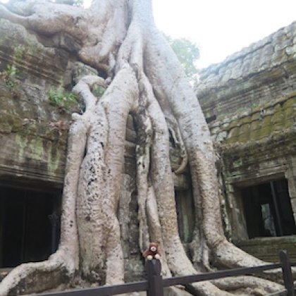 Horst in Kambodscha am berühmten Baum in Ta Prohm