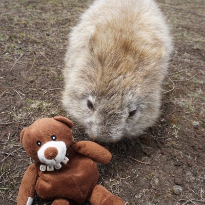 In Australien wurde hörst doch tatsächlich von einem Wombat gebissen. Gut war er gegen Tollwut geimpft!