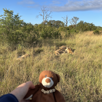 Horst auf Safari mit 5 ausgewachsenen (und Gottseidank schlafenden) Löwinnen